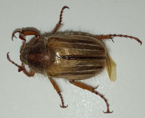 Amphimallon solstitiale